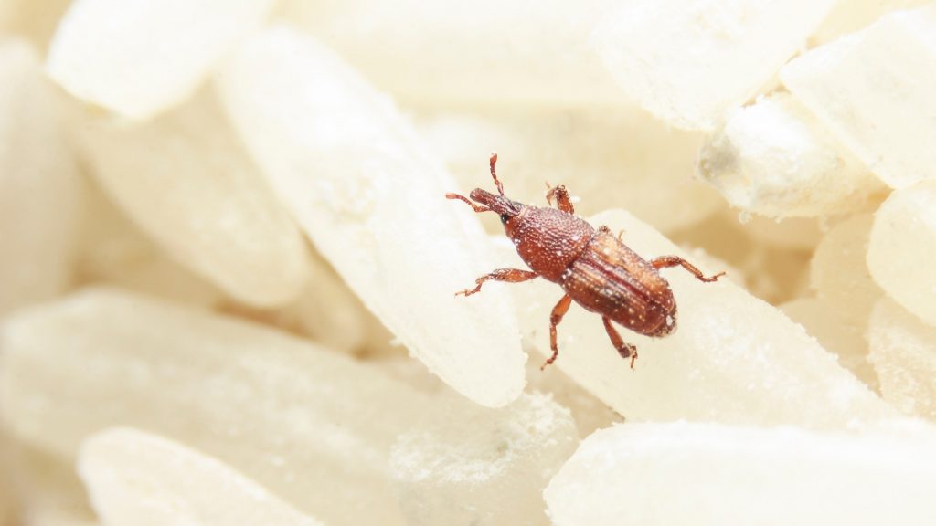What Is a Rice Weevil