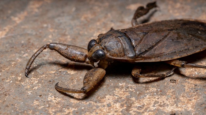 What Is a Waterbug