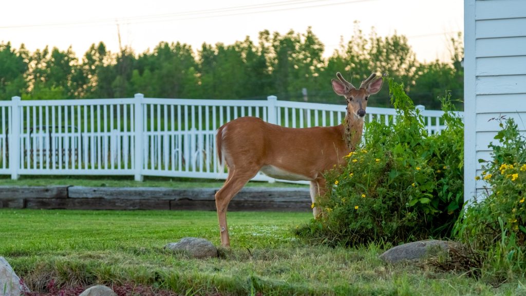 What Is the Best Deer Repellent