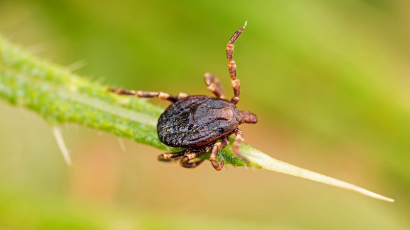 Where Are Ticks Found in a Yard