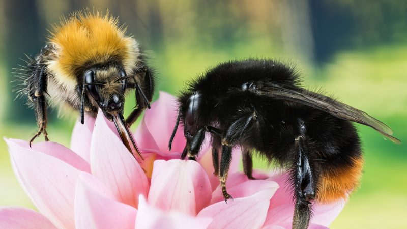 One of the most common North American bumble bee species is