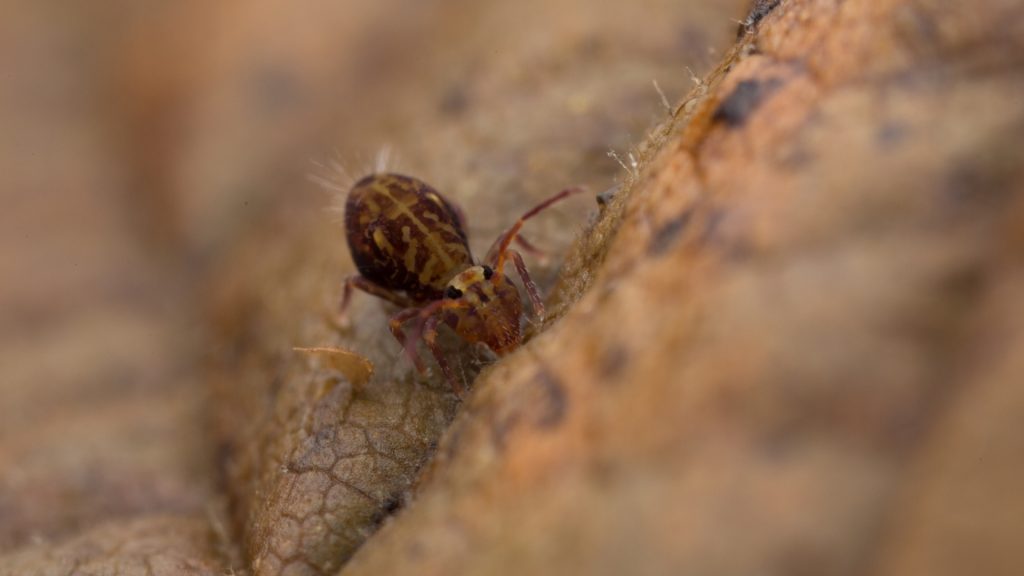 Where Do Springtails Come From