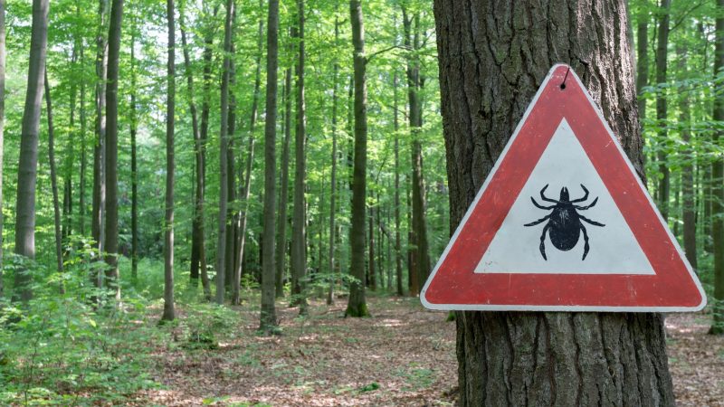 Where Do Ticks Come From