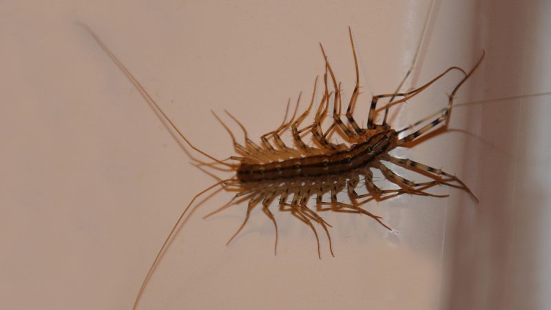 Why Do I Keep Seeing Centipedes in My Bathroom