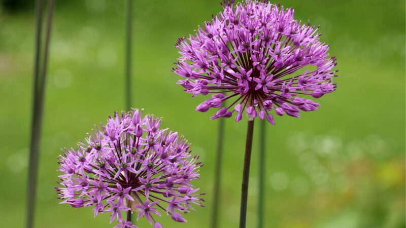 Allium