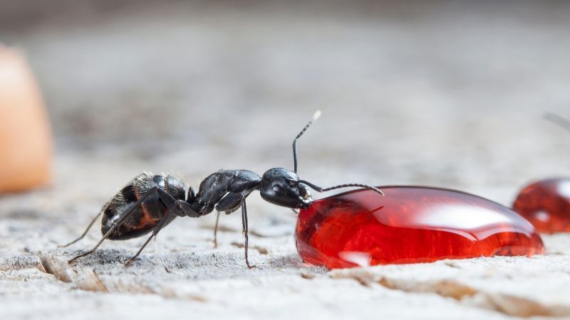 Ants 