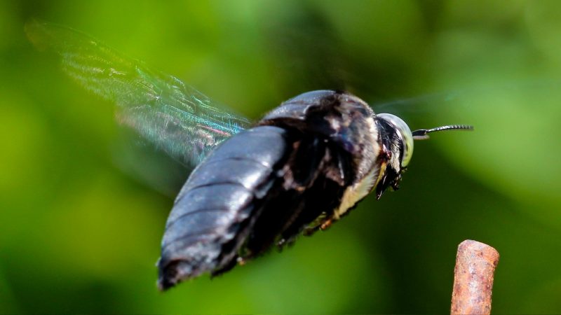 Are Carpenter Bees Aggressive