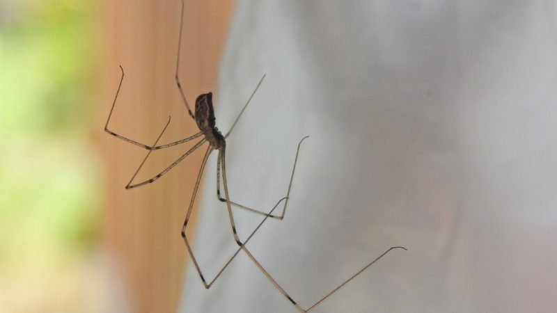Are Daddy Longlegs Spiders Deadly