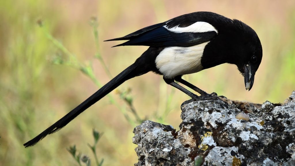 Are Magpies Aggressive and Dangerous