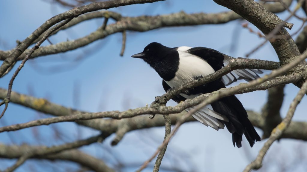 Er Magpies Beskyttet Av Loven