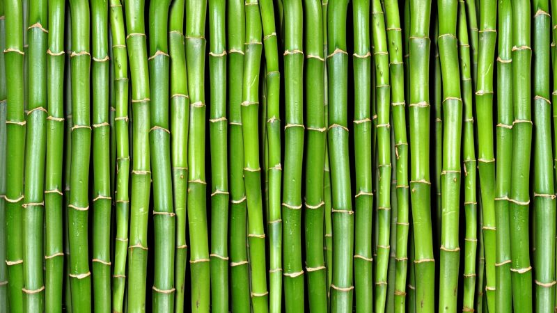 Bamboo