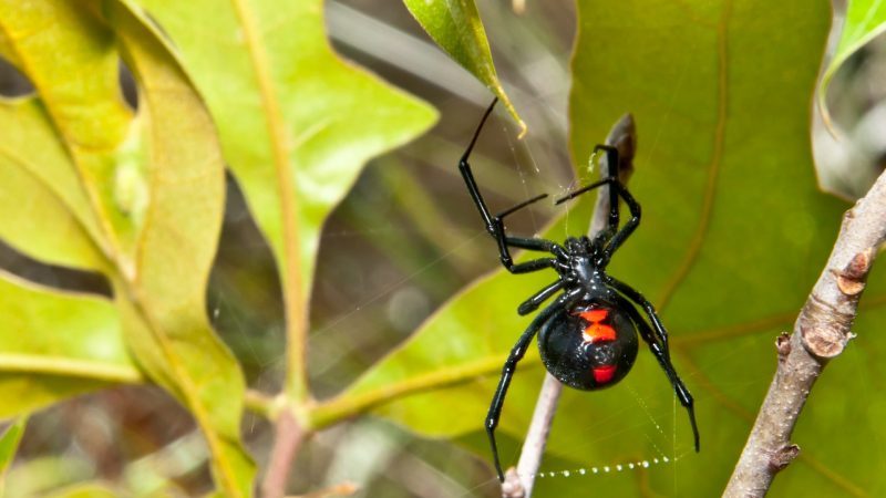 Can a Daddy Longlegs Kill a Black Widow