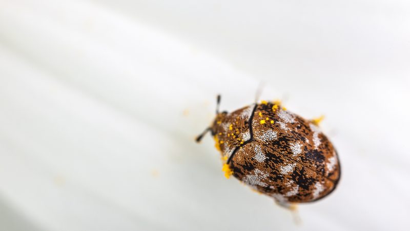 Carpet Beetles