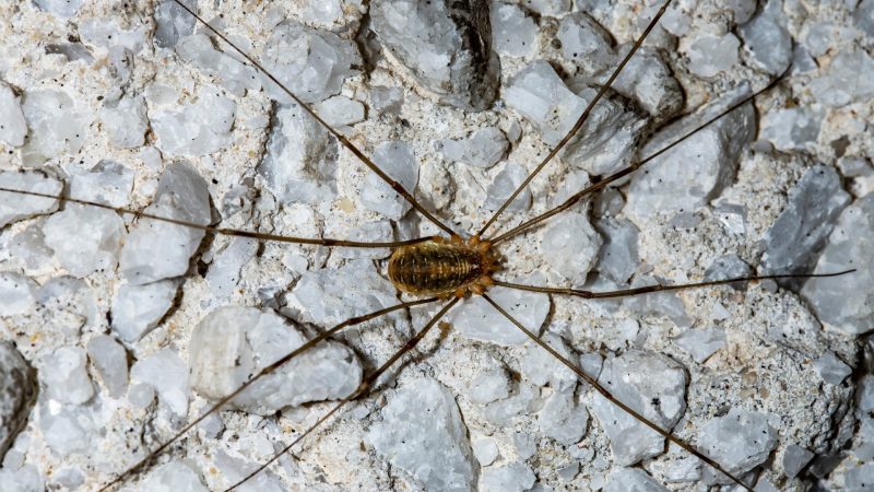 Daddy Longlegs Identification