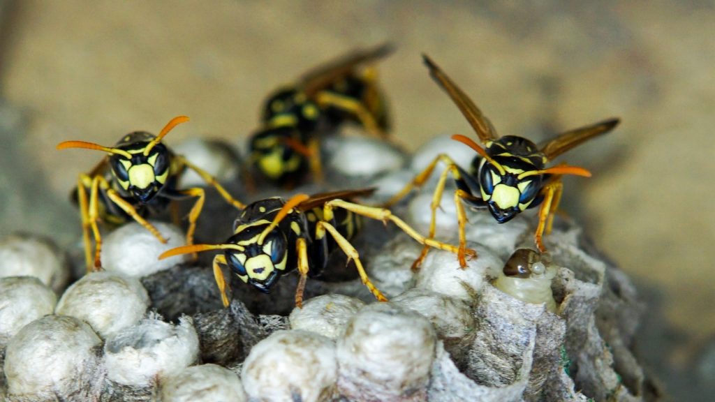 Different Types of Wasps