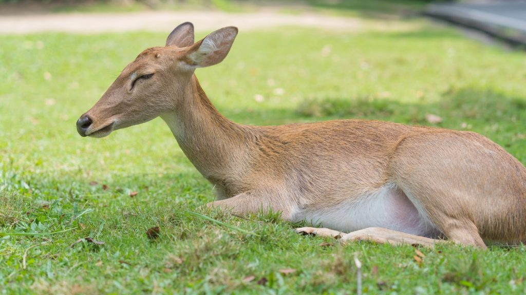 Do Deer Sleep Standing Up