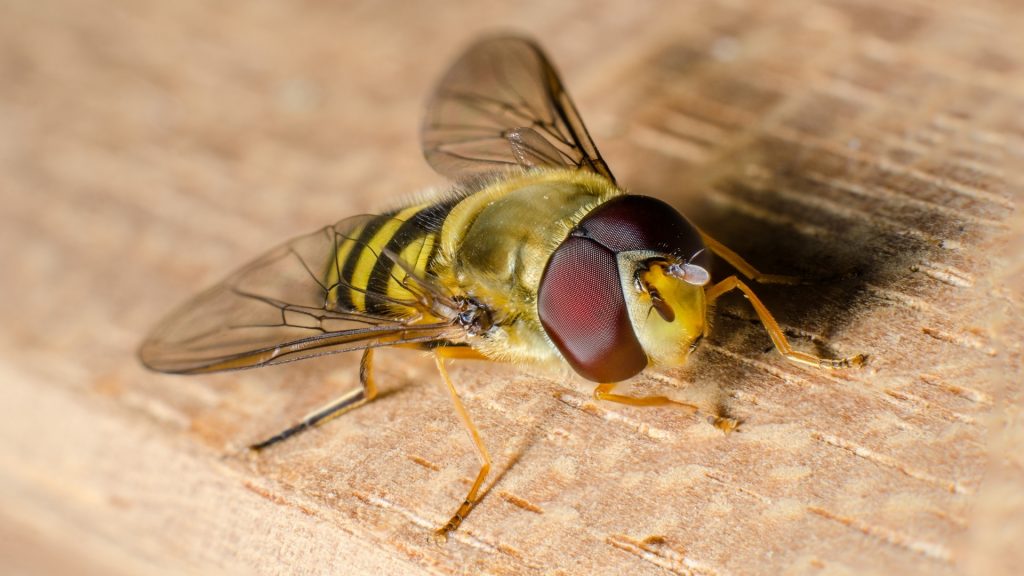 Do Hoverflies Bite