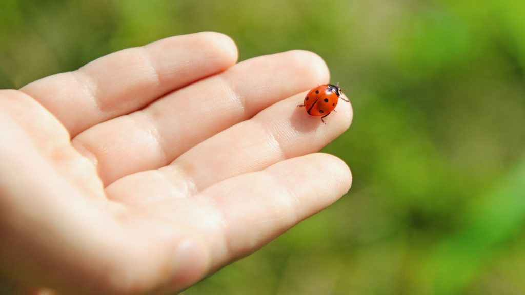 Do Ladybugs Bite