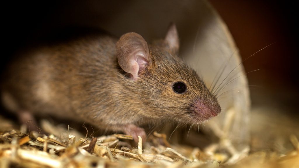 Can Mice Die from Ingesting Bleach answering101