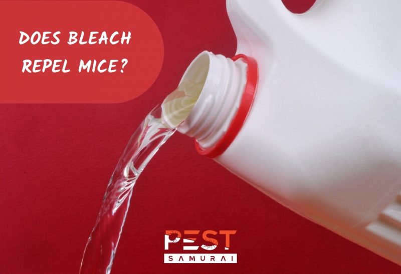 Does Bleach Repel Mice