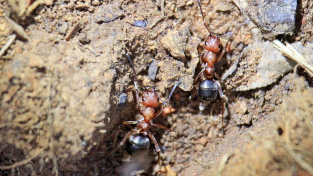 Does Diatomaceous Earth Kill Ants