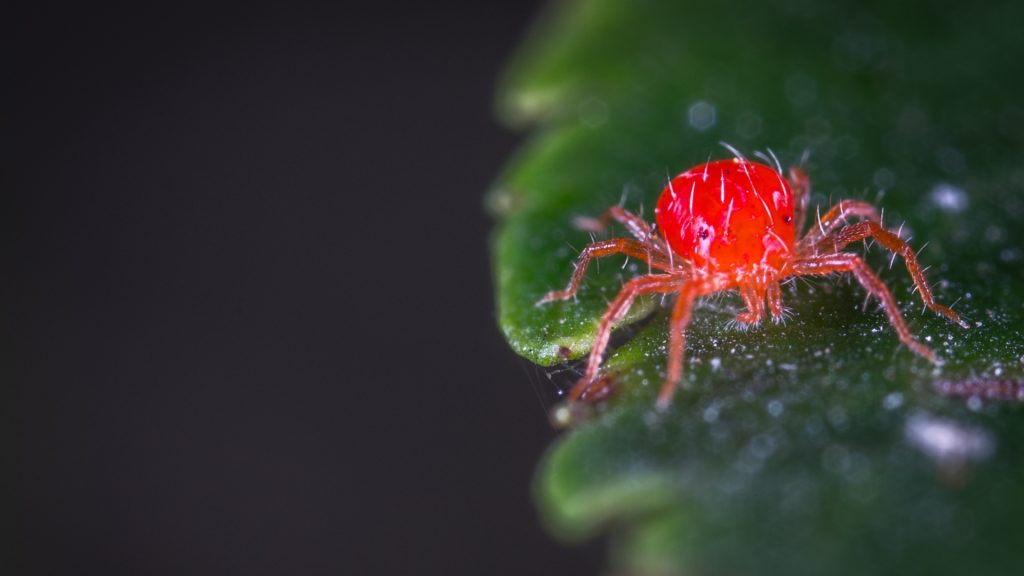 Does Diatomaceous Earth Kill Mites