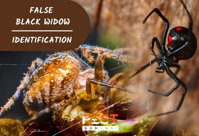 False Black Widow Identification, Habitat and Control