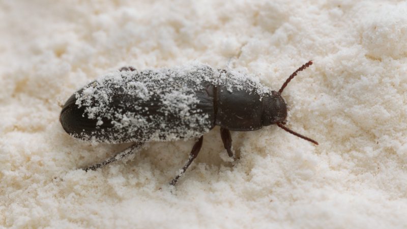 Flour Beetles