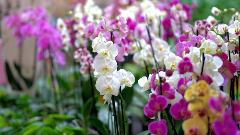 Flowers-Orchids
