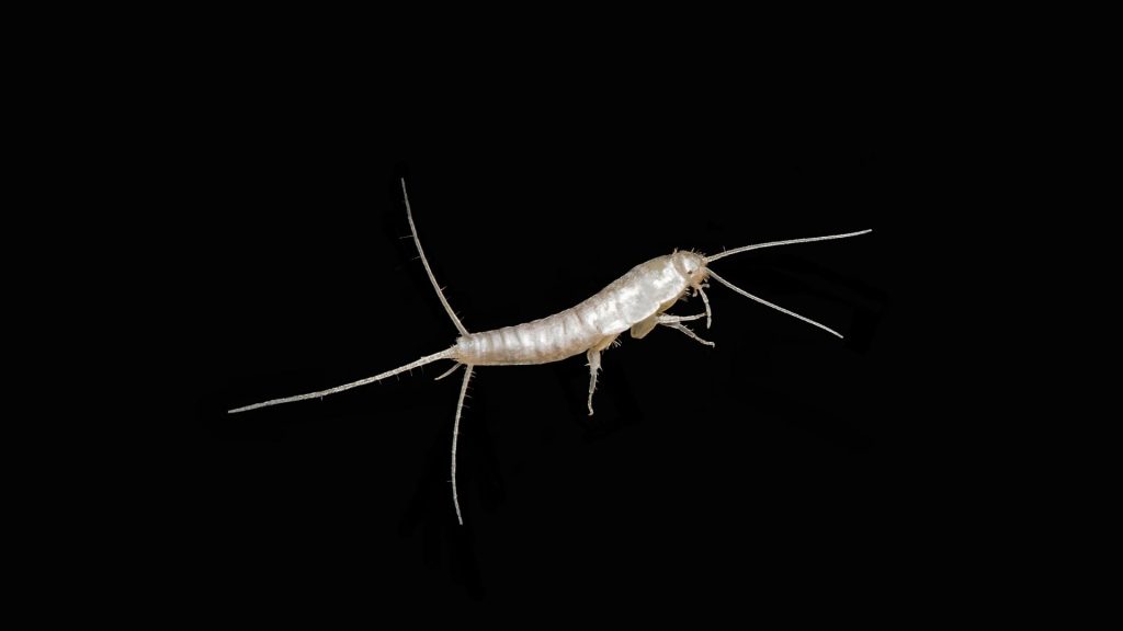 Getting Rid of Silverfish in Some Specific Places