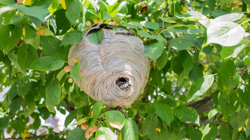 Hornet Nest Identification