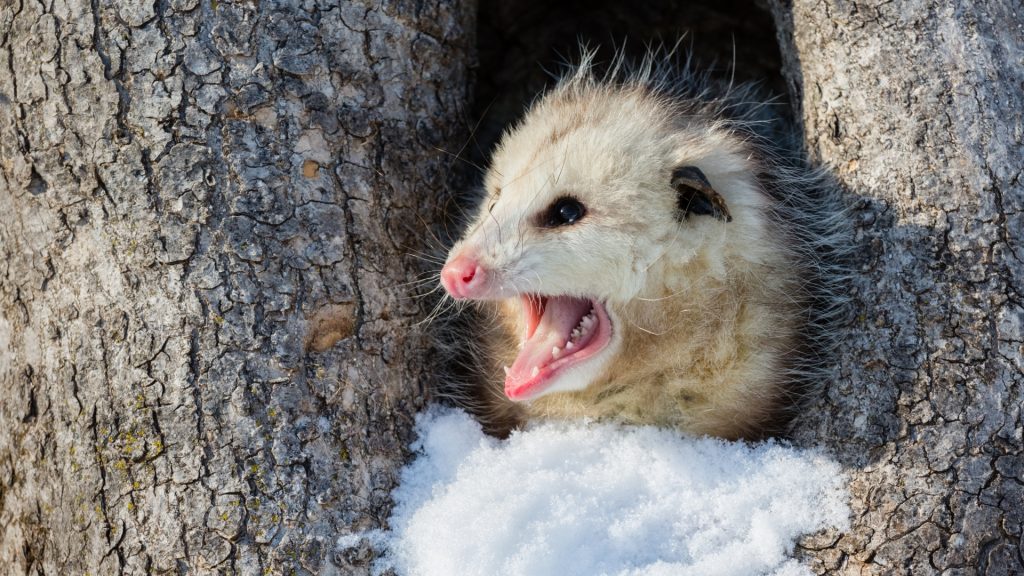 How Bad Are Opossums