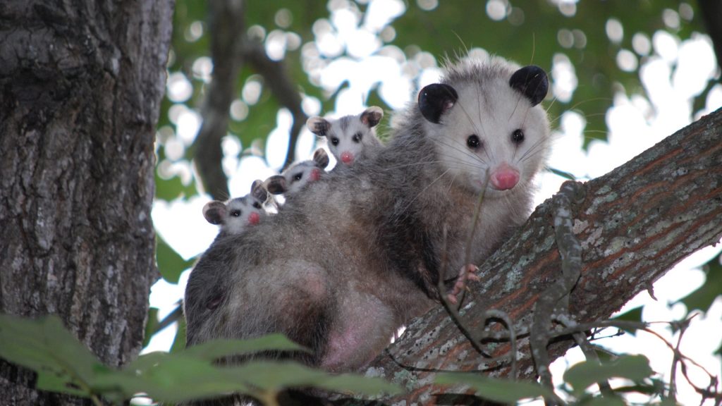 How Big Are Opossums