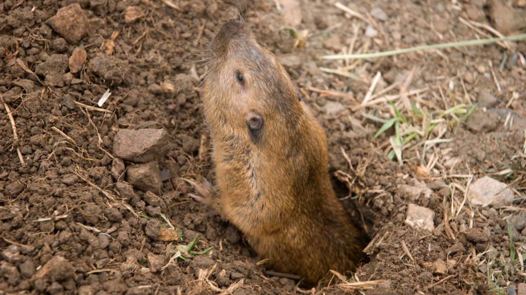 How Big Can Gophers Get