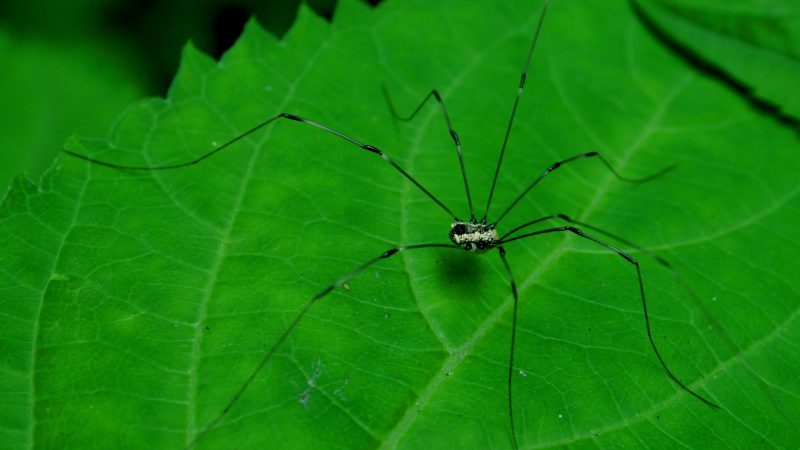 How Big Do Daddy Longlegs Get