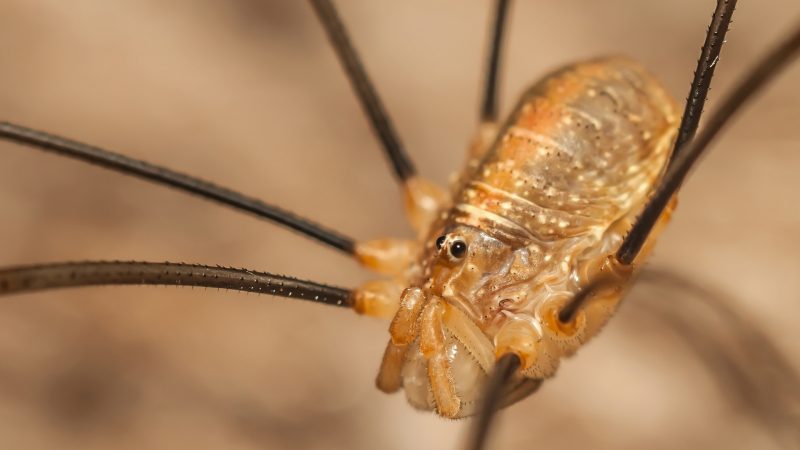 How Long Can Daddy Longlegs Survive Without Eating