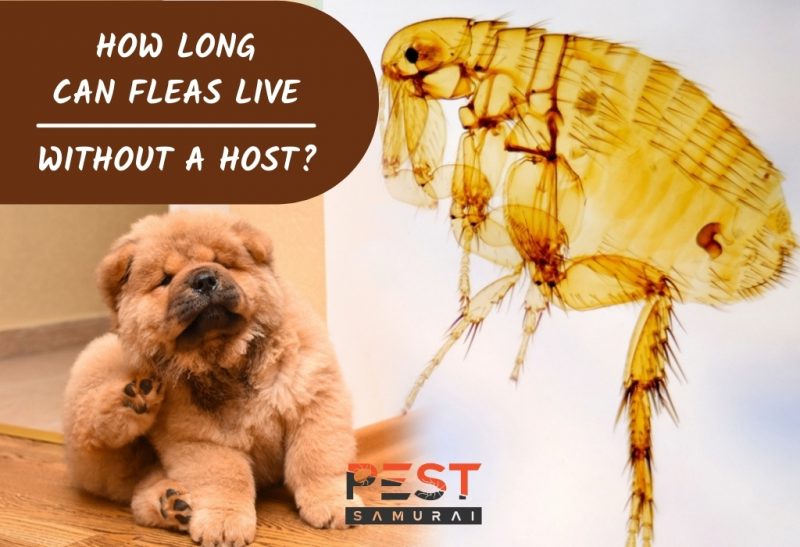 How Long Can Fleas Live Without a Host