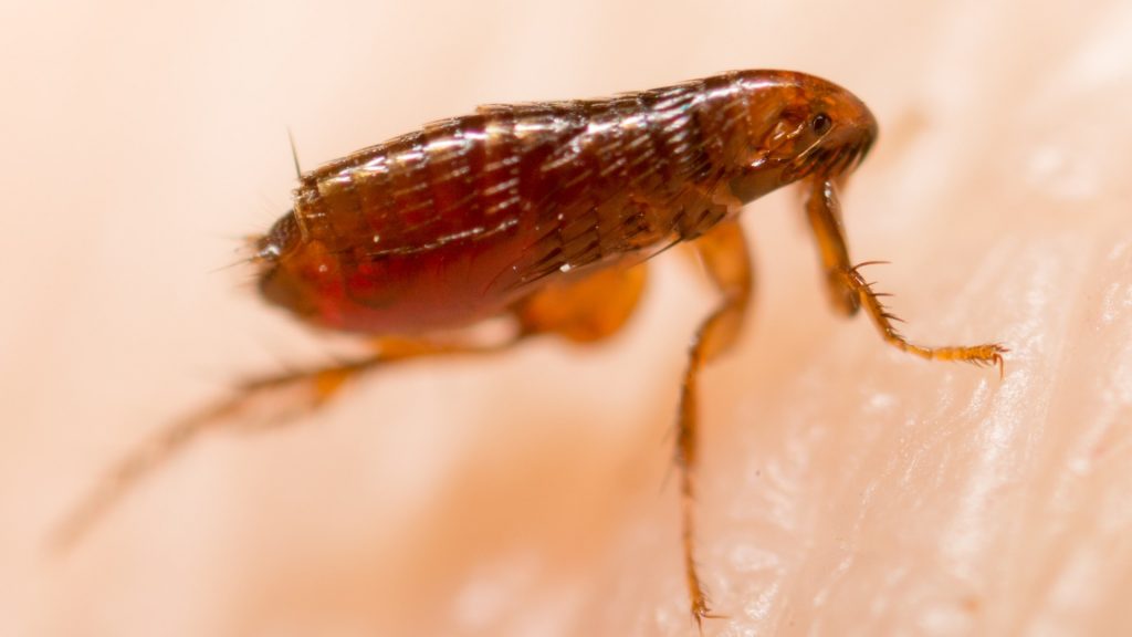 How Long Can Fleas Live Without a Host? Information and Facts Pest