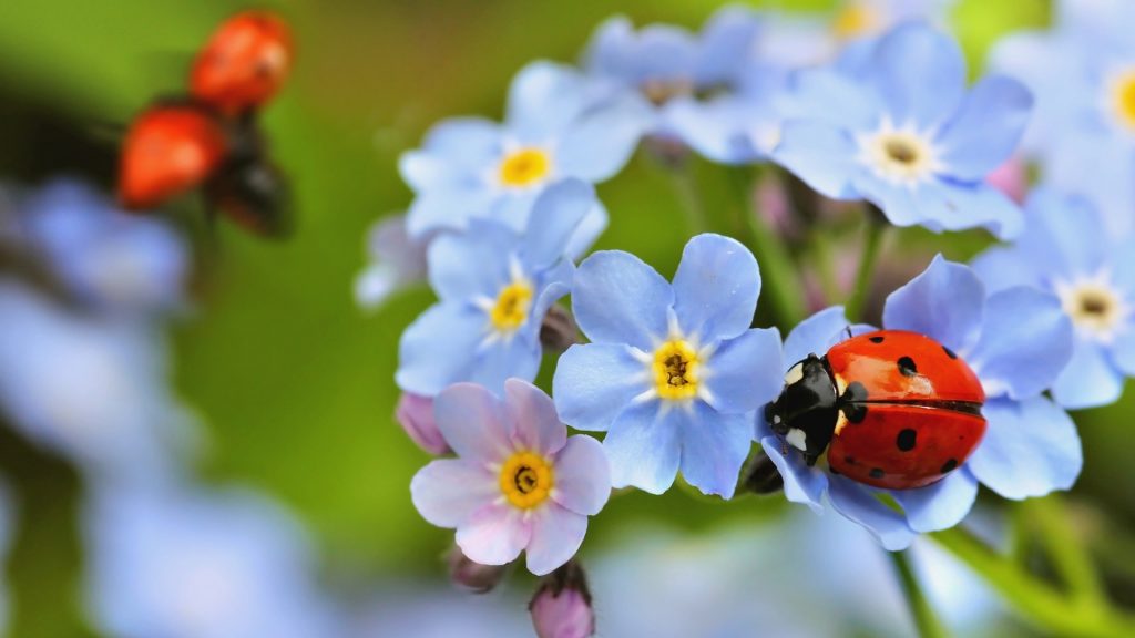 How Long Do Ladybugs Live