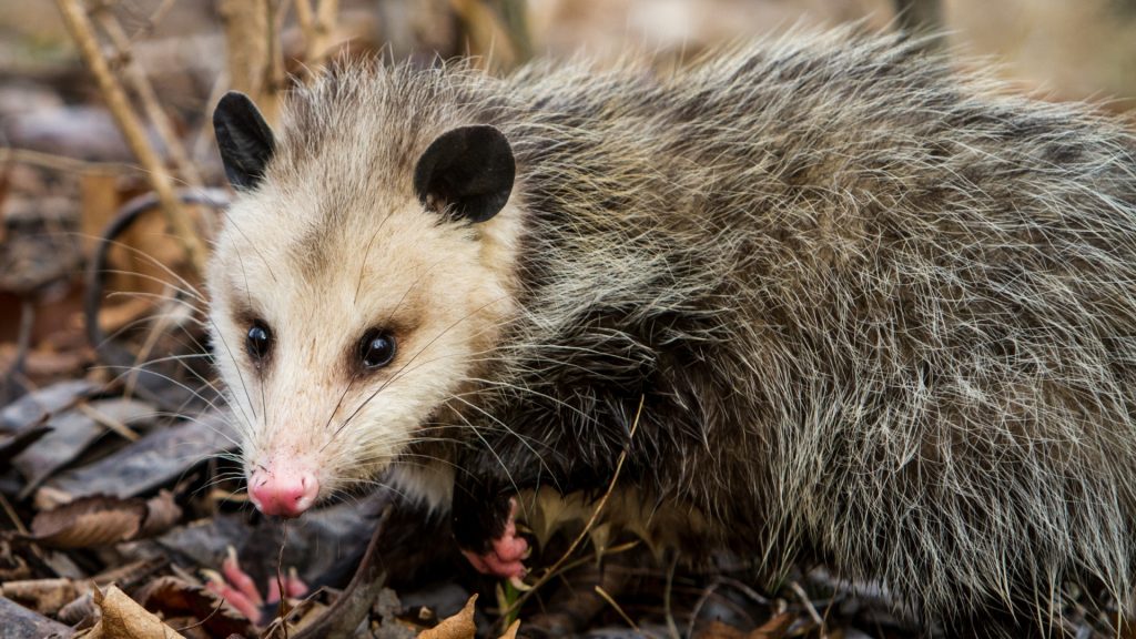 How Long Do Opossums Live