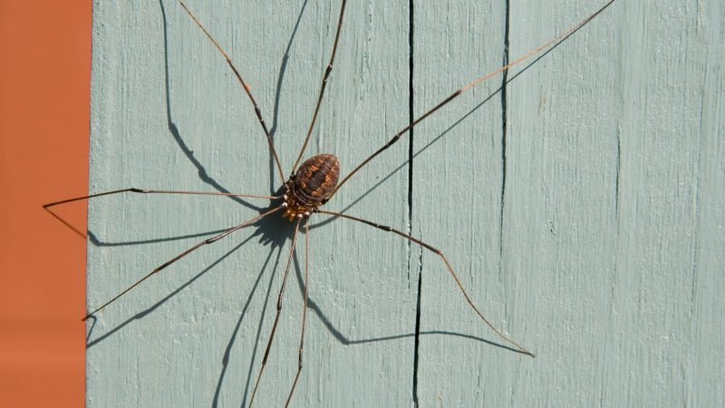 How Long Does Daddy Longlegs Live