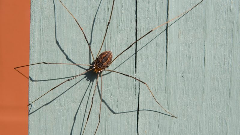 OUTDOORS: Daddy Longlegs belong in a class all their own - Orillia