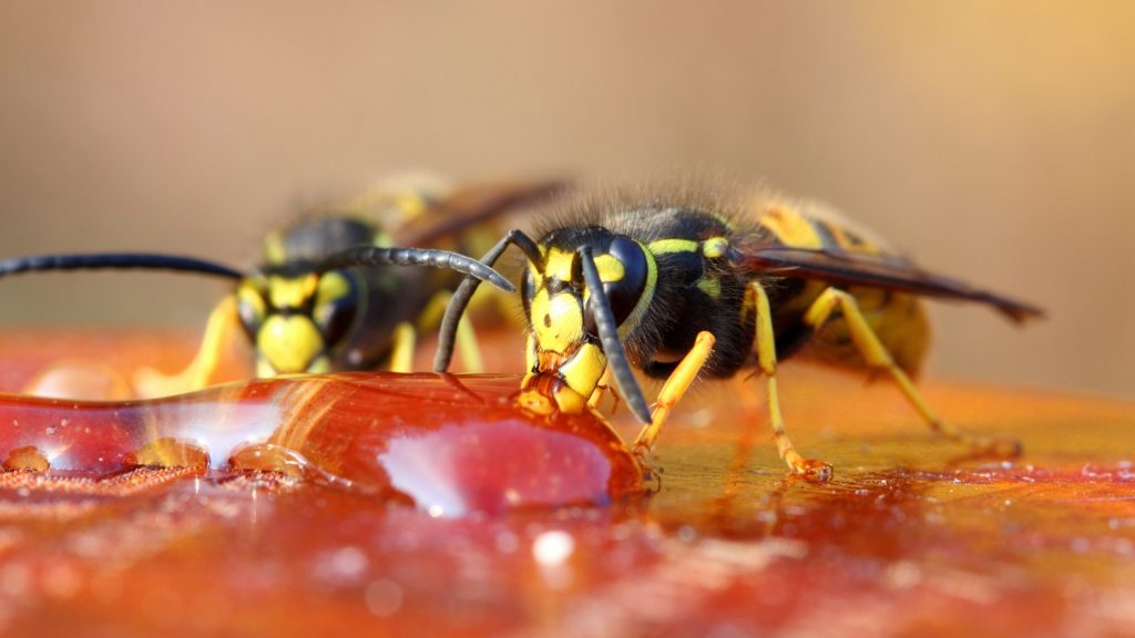 How Often Do Wasps Eat