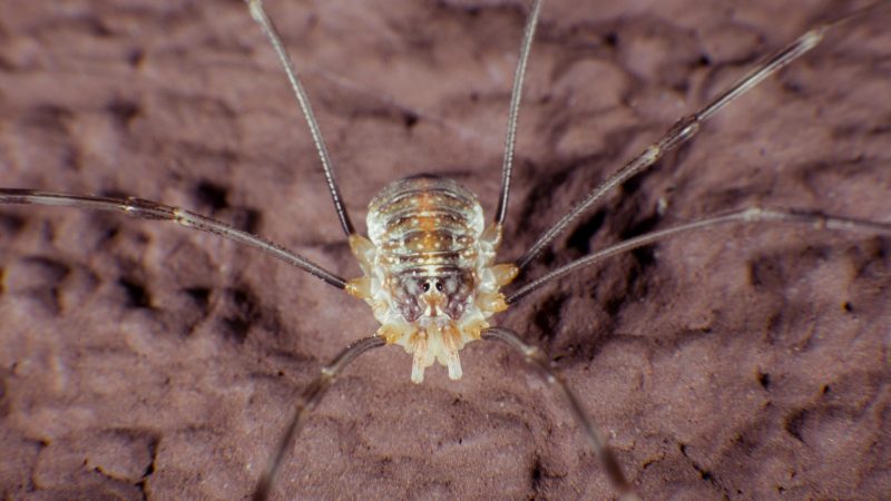 How Poisonous Is a Daddy Longleg