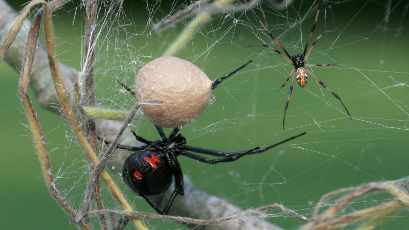 How To Get Rid of Black Widow Spider Egg Sacs