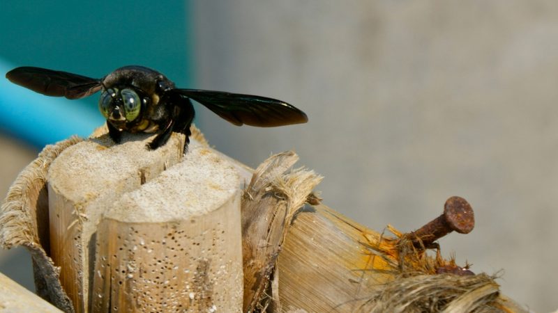 How To Get Rid of Carpenter Bees Around the House