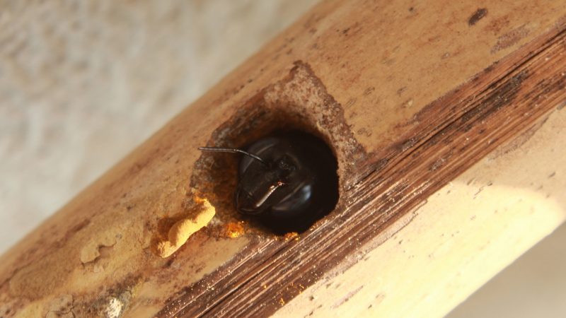 How To Get Rid of Carpenter Bees Nest