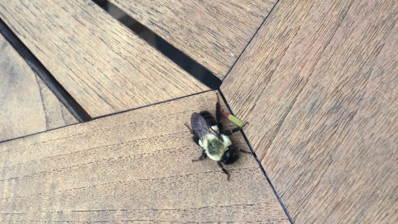 How To Get Rid of Carpenter Bees in Attic