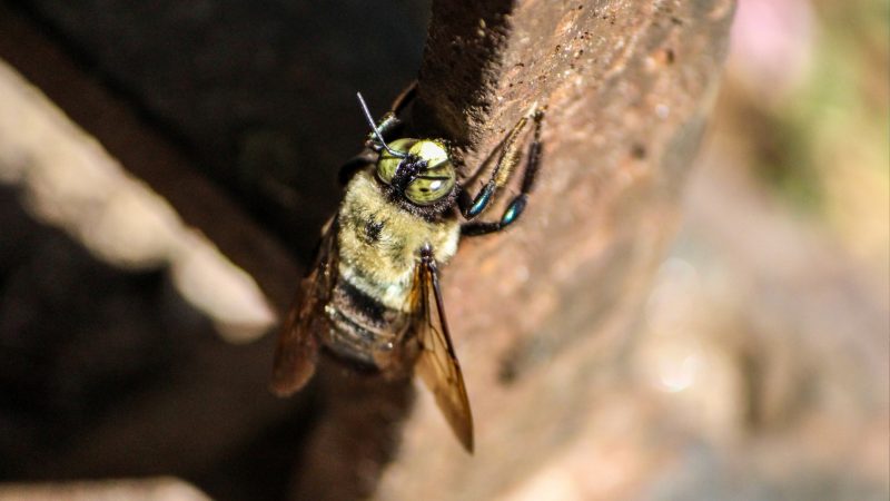 How To Get Rid of Carpenter Bees in Your House