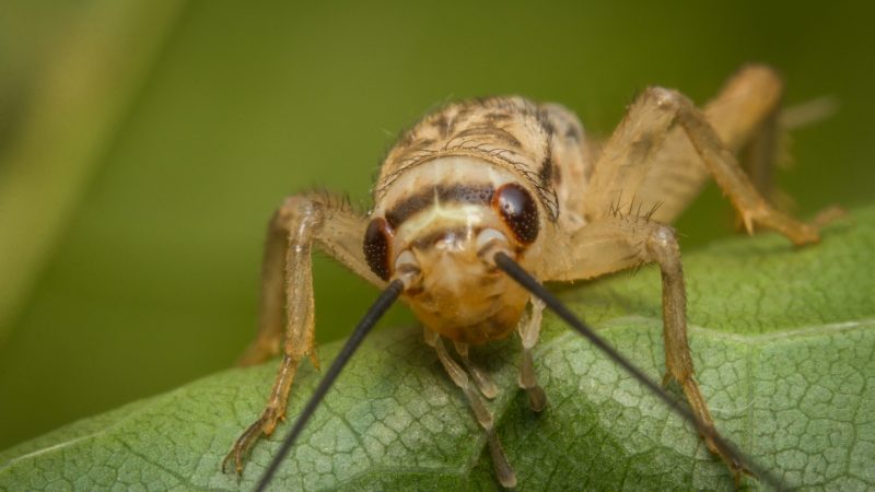 How To Get Rid of Crickets Outside House Naturally